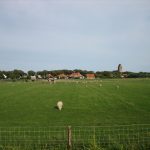Ameland-Galerie: Schafweide bei Nes